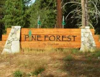 Pine Forest